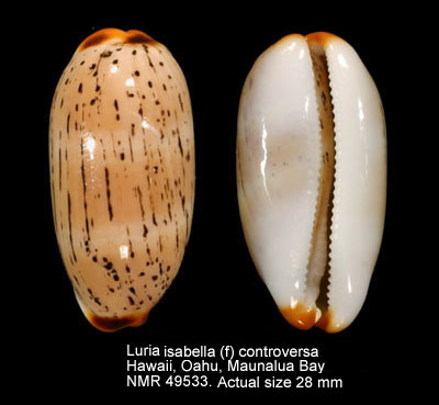 Luria isabella (f) controversa.jpg - Luria isabella (f) controversa(J.E.Gray,1824)